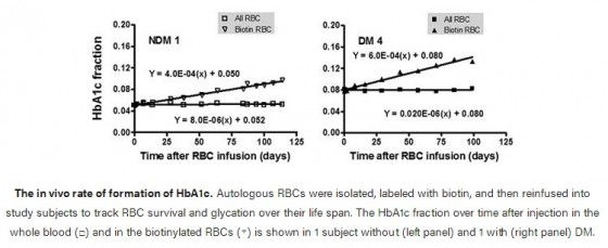 Red cell life span heterogeneity in hematologically normal people is sufficient to alter HbA1c