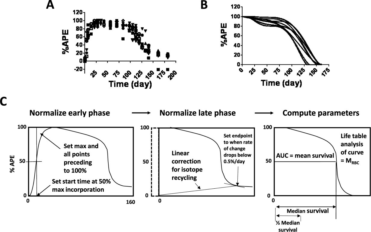 Use of an oral stable isotope label to confirm variation in red blood cell mean age that influences HbA1c interpretation