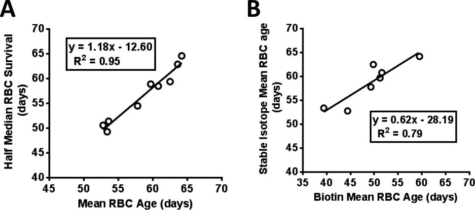 Use of an oral stable isotope label to confirm variation in red blood cell mean age that influences HbA1c interpretation